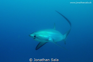 Thresher Shark in Monad Shoal by Jonathan Sala 